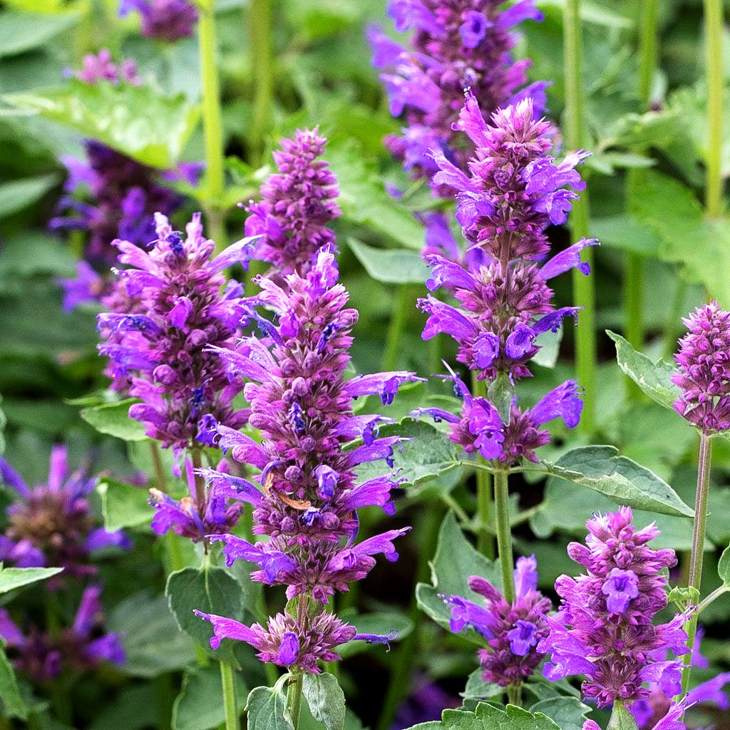 Duftnessel 'Blue Boa' (Agastache rugosa)