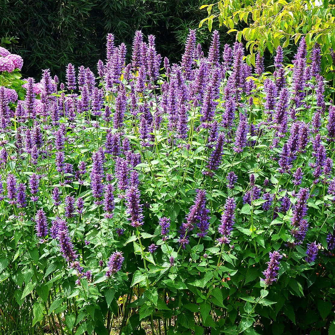 Duftnessel 'Blue Boa' (Agastache rugosa)