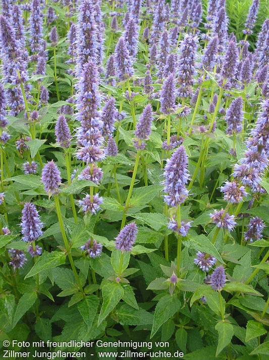 Duftnessel 'Blue Fortune' (Agastache rugosa)