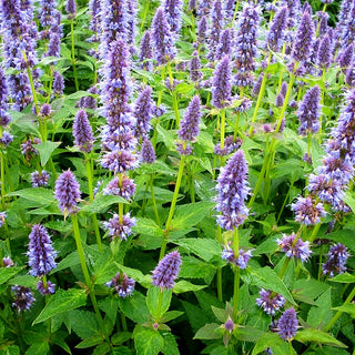 Duftnessel 'Blue Fortune' (Agastache rugosa)