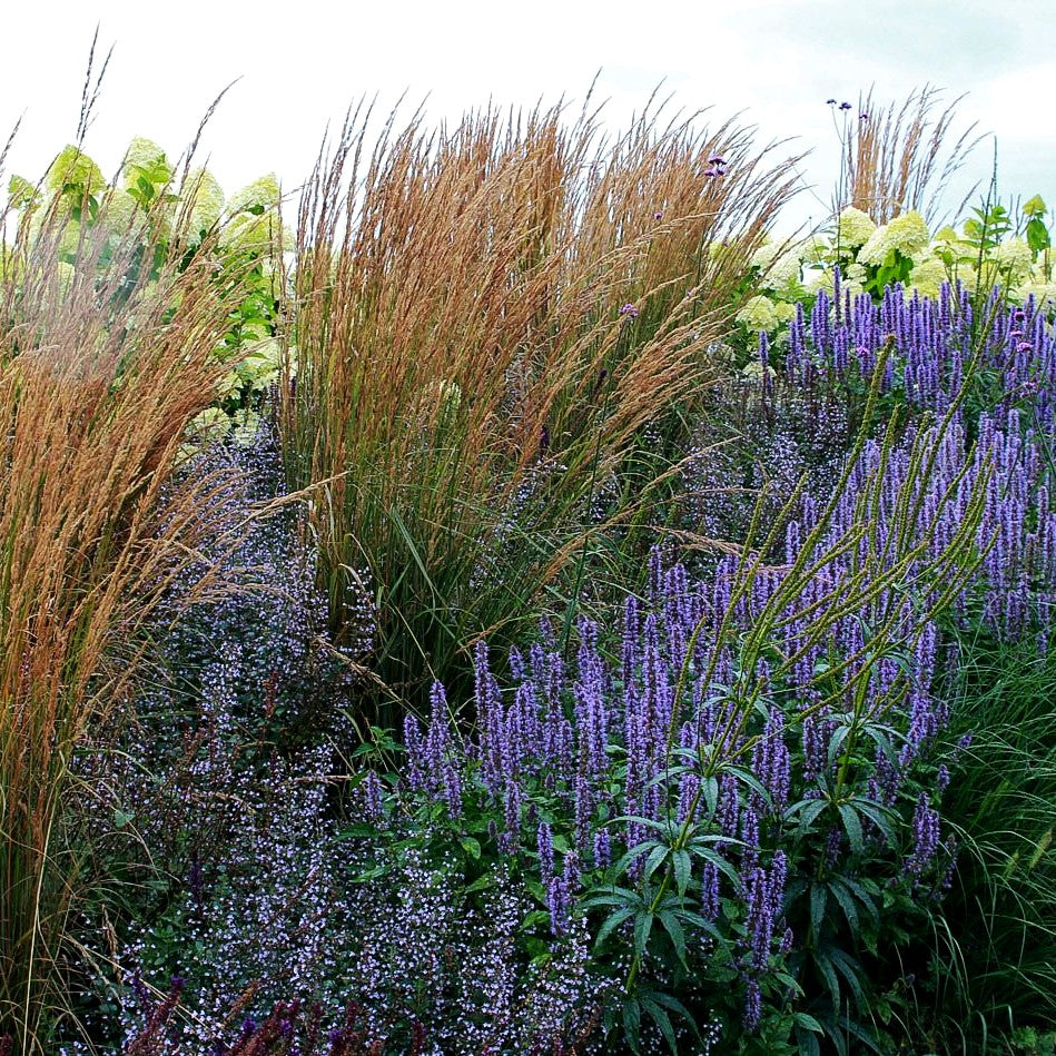 Duftnessel 'Blue Fortune' (Agastache rugosa)