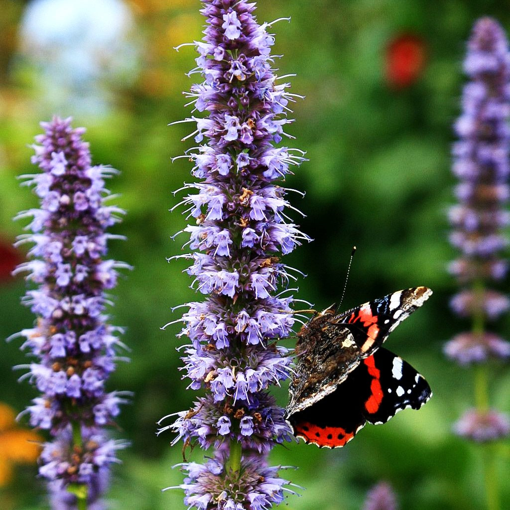 Duftnessel 'Blue Fortune' (Agastache rugosa)