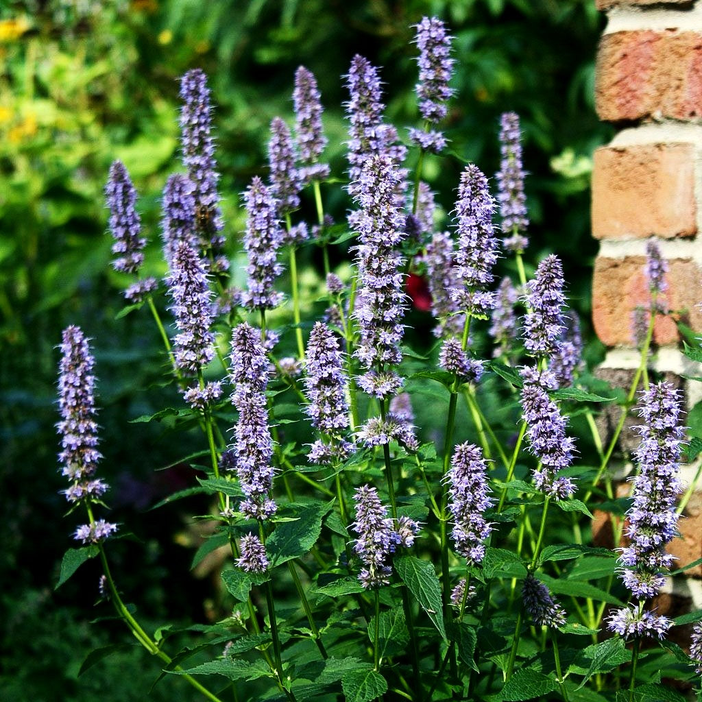Duftnessel 'Blue Fortune' (Agastache rugosa)