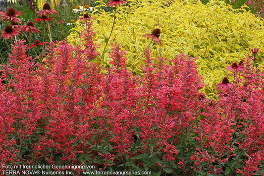 Duftnessel 'Coral' (Agastache Kudos-Serie)