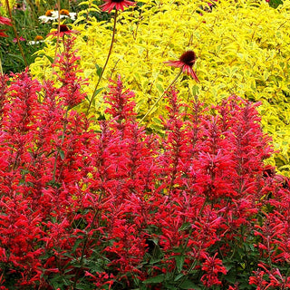 Duftnessel 'Coral' (Agastache Kudos-Serie)