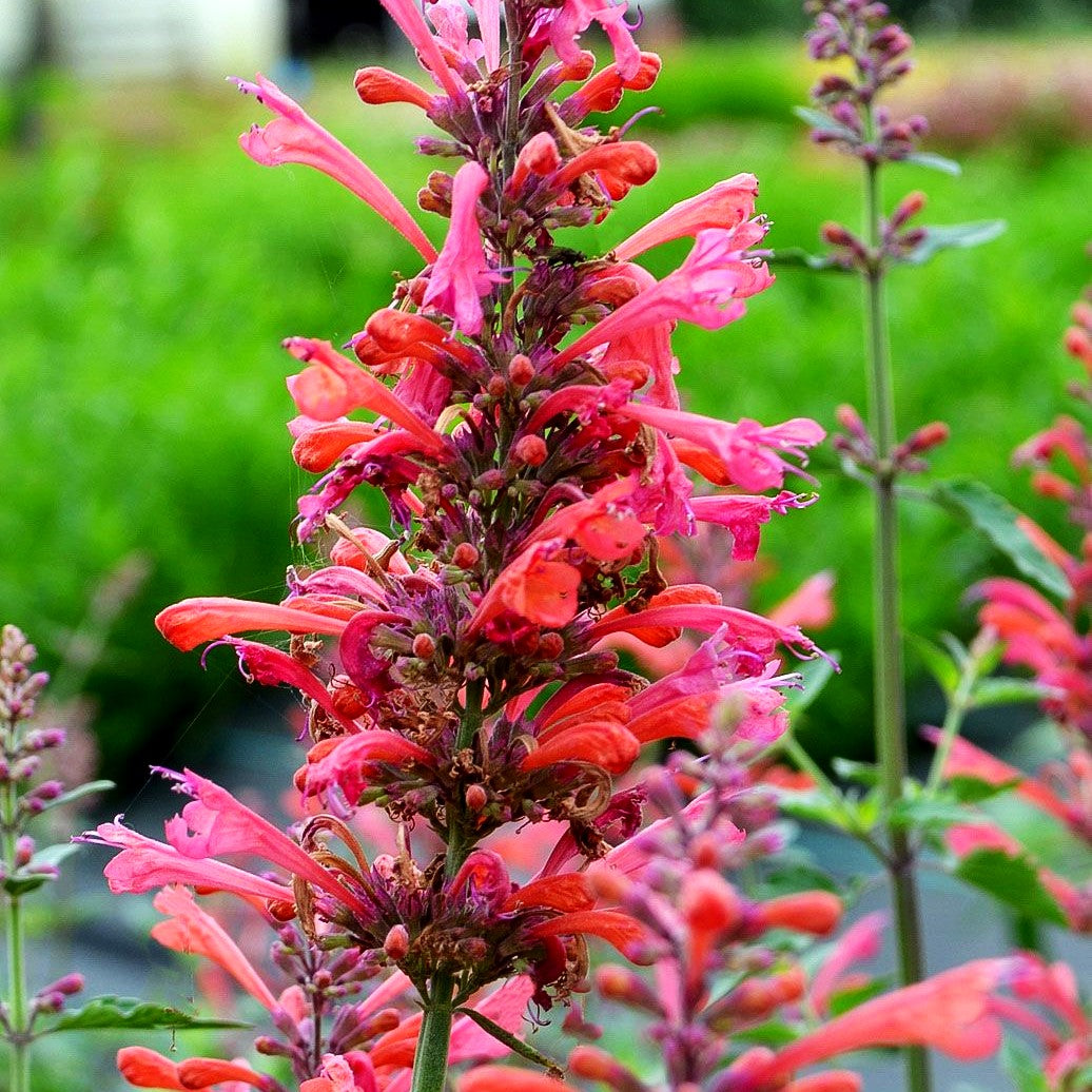 Duftnessel 'Coral' (Agastache Kudos-Serie)