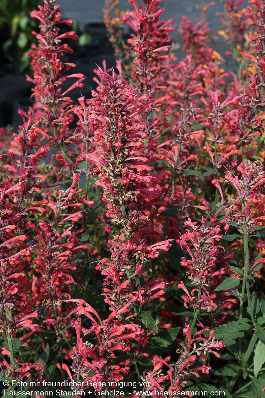 Duftnessel 'Coral' (Agastache Kudos-Serie)
