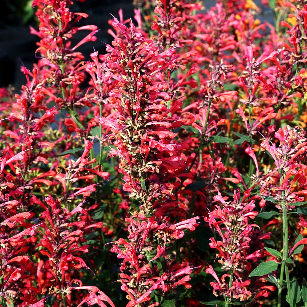 Duftnessel 'Coral' (Agastache Kudos-Serie)