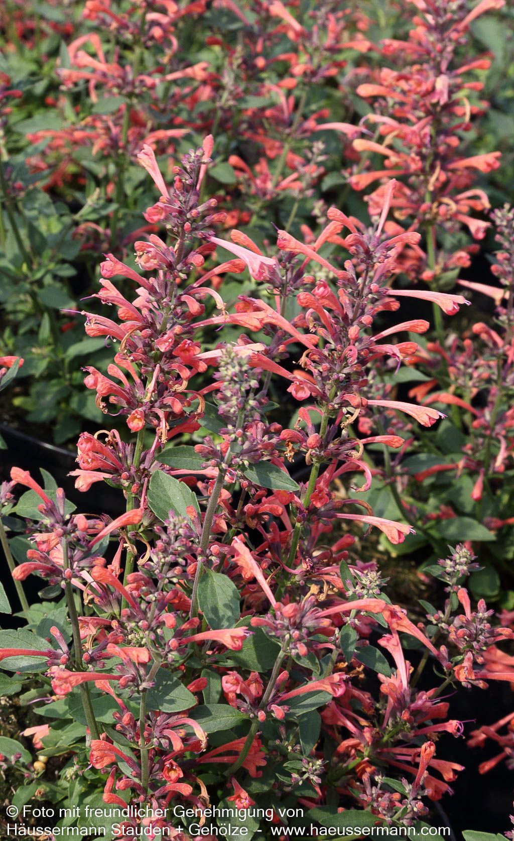 Duftnessel 'Coral' (Agastache Kudos-Serie)