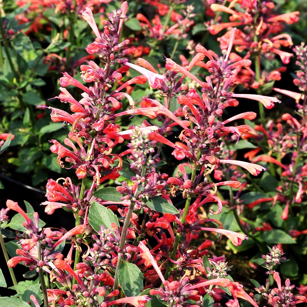 Duftnessel 'Coral' (Agastache Kudos-Serie)