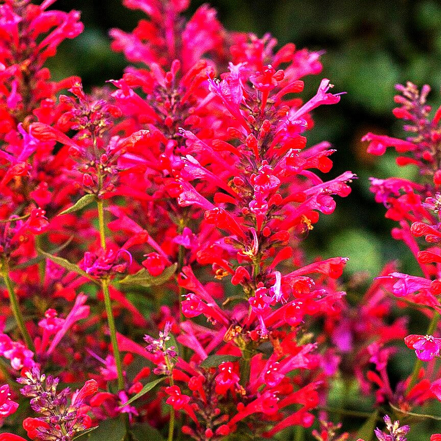 Duftnessel 'Coral' (Agastache Kudos-Serie)