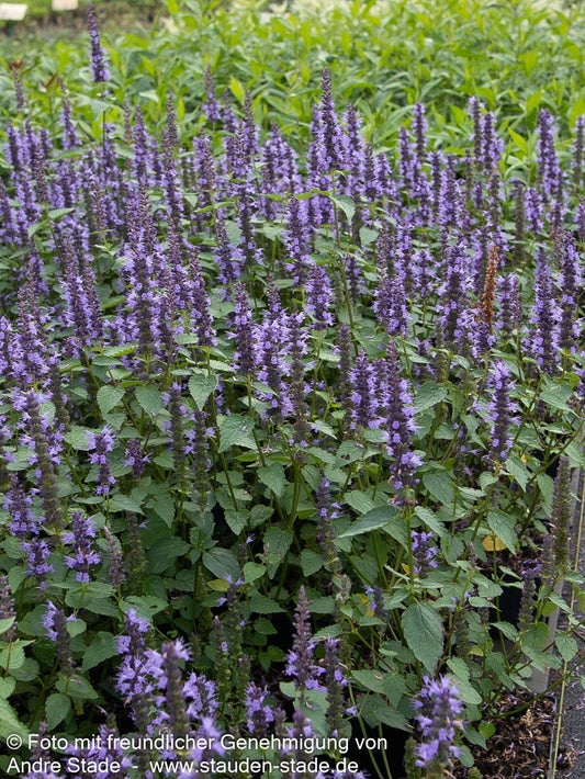 Duftnessel 'Little Adder' (Agastache rugosa)