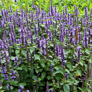 Duftnessel 'Little Adder' (Agastache rugosa)