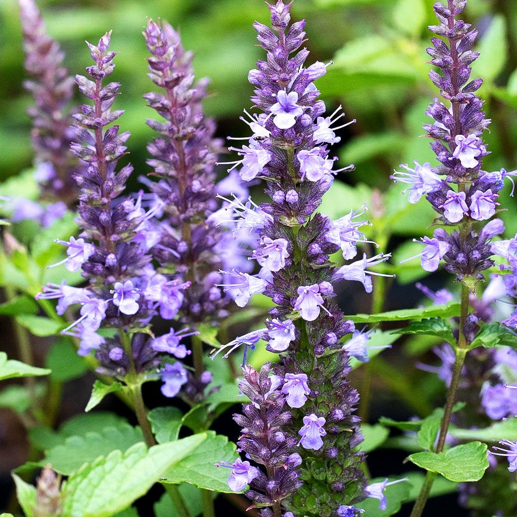 Duftnessel 'Little Adder' (Agastache rugosa)