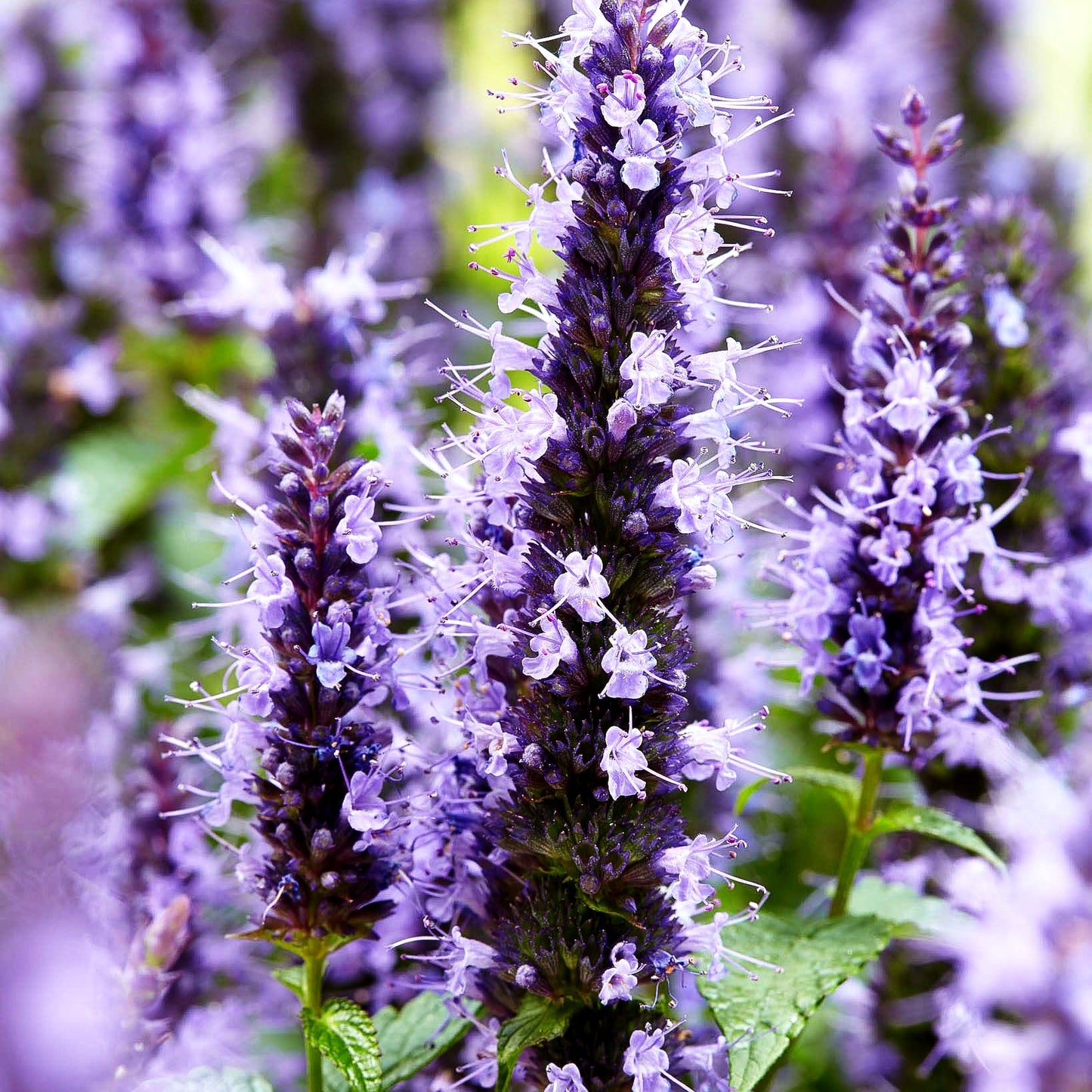 Duftnessel 'Little Adder' (Agastache rugosa)