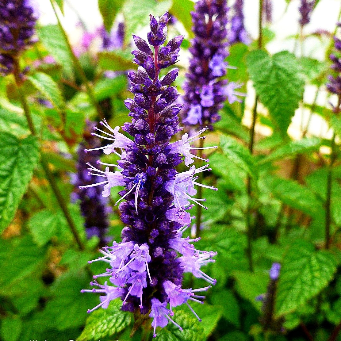 Duftnessel 'Little Adder' (Agastache rugosa)