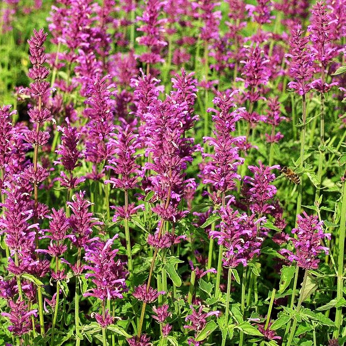 Duftnessel 'Pink Pop' (Agastache pallid.neomexicana)