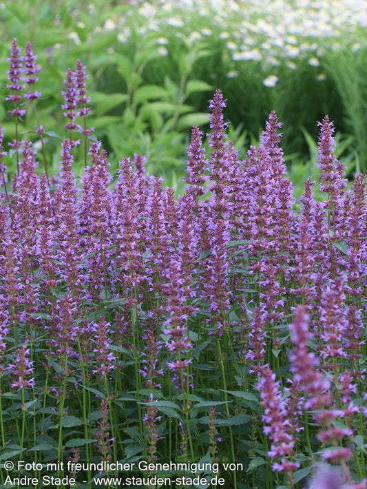 Duftnessel 'Purple Haze' (Agastache foeniculum)