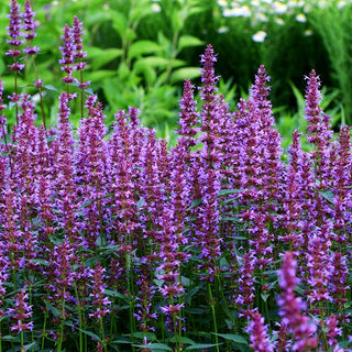 Duftnessel 'Purple Haze' (Agastache foeniculum)