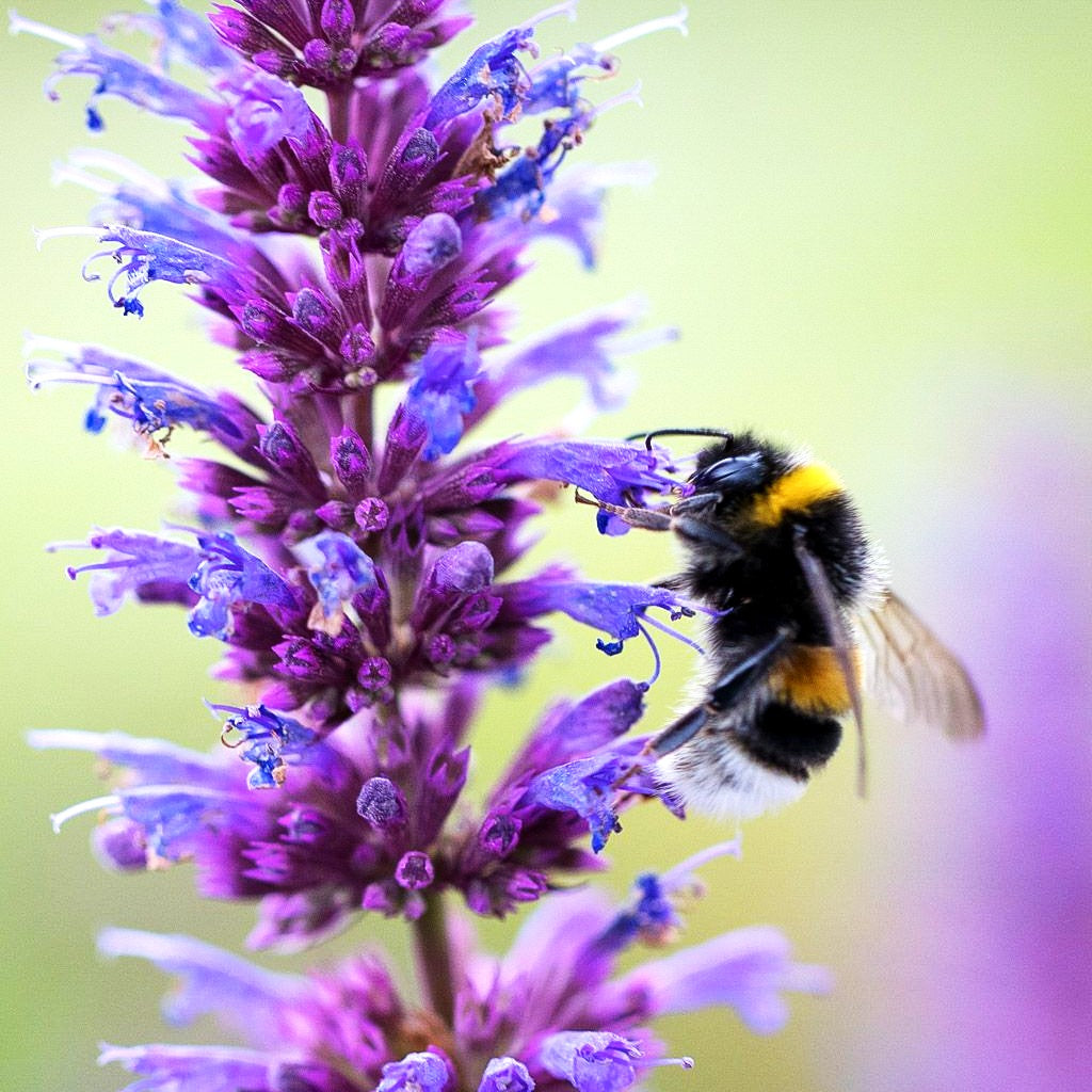 Duftnessel 'Purple Haze' (Agastache foeniculum)