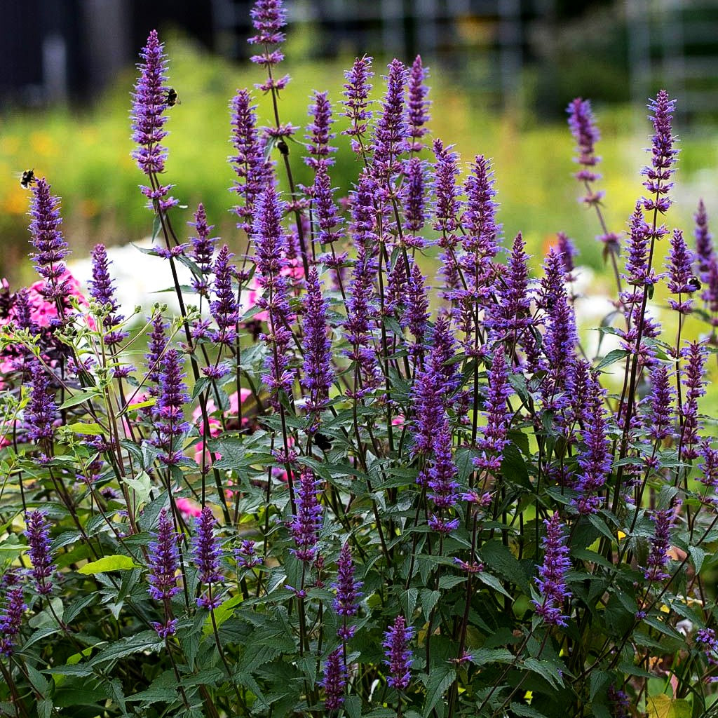 Duftnessel 'Purple Haze' (Agastache foeniculum)