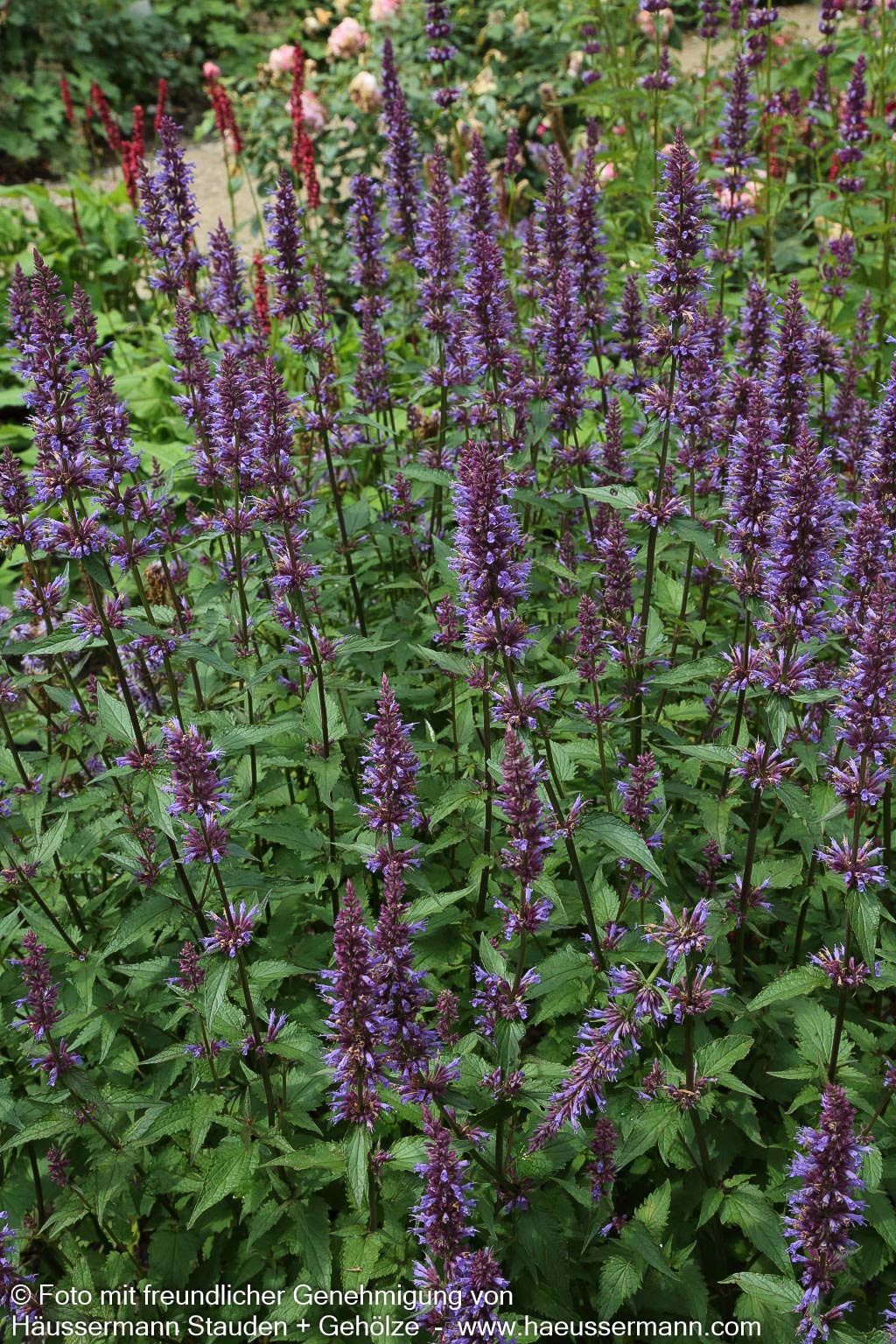 Duftnessel 'Purple Haze' (Agastache foeniculum)