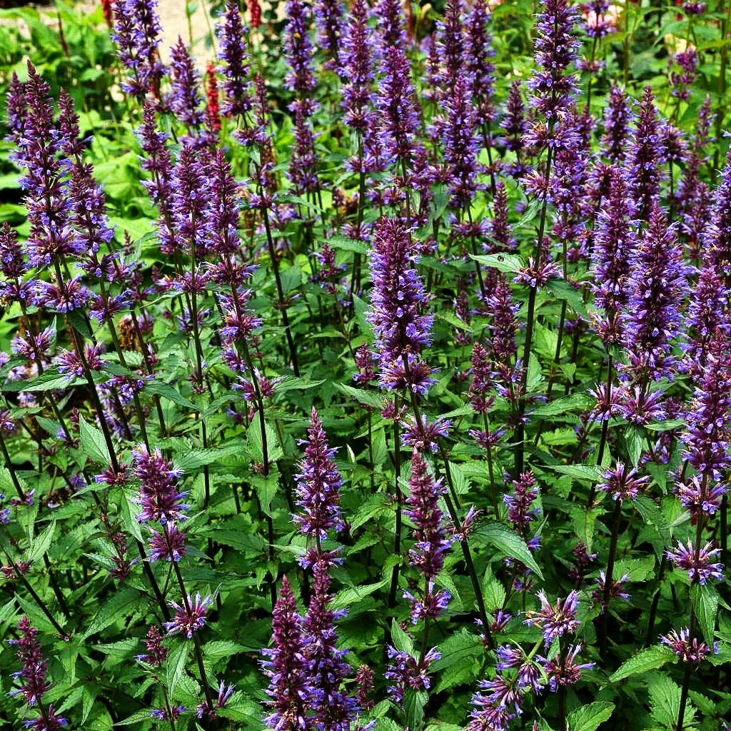 Duftnessel 'Purple Haze' (Agastache foeniculum)