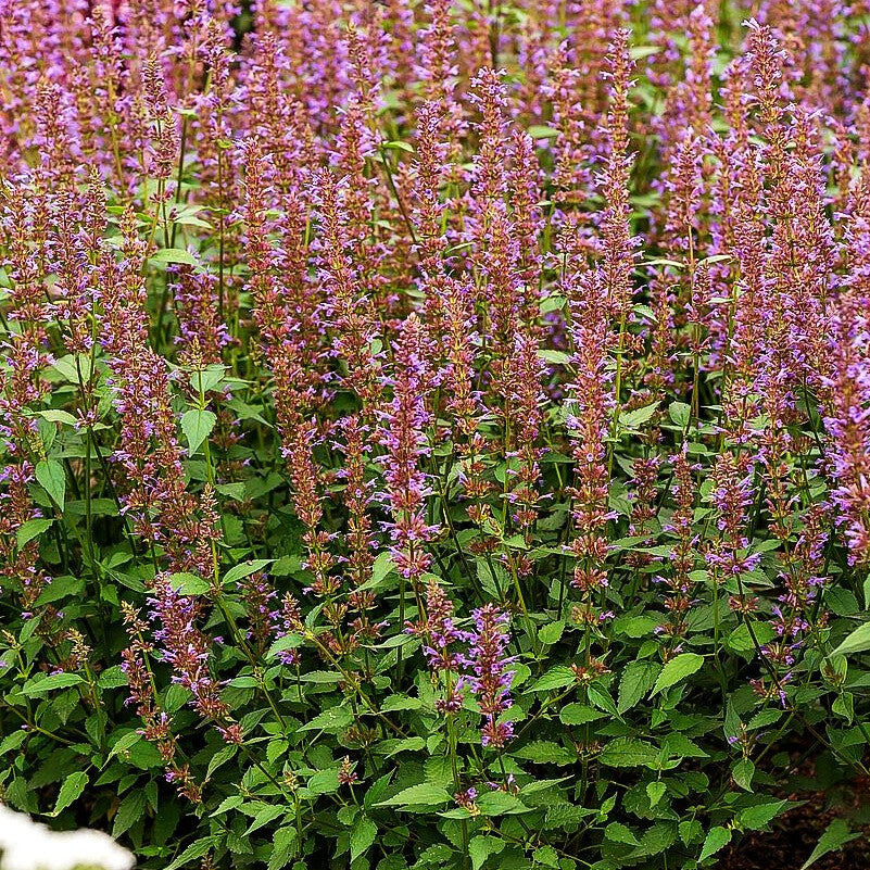 Duftnessel 'Purple Haze' (Agastache foeniculum)