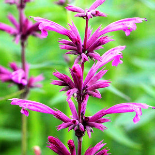 Duftnessel 'Sangria' (Agastache mexicana)
