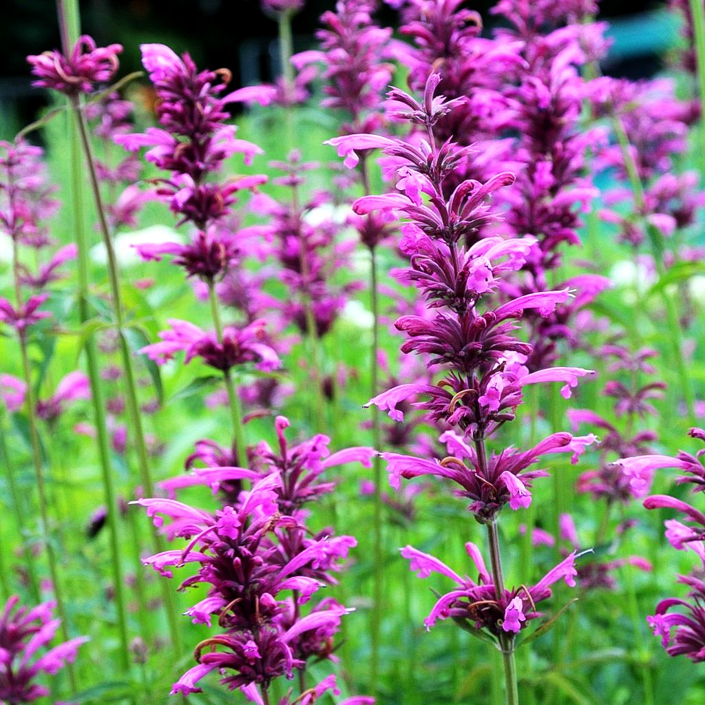 Duftnessel 'Sangria' (Agastache mexicana)