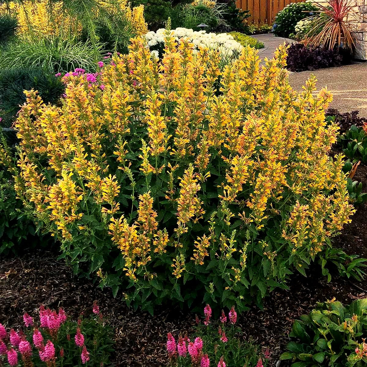 Duftnessel 'Yellow' (Agastache Kudos-Serie)