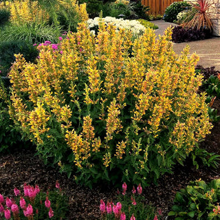 Duftnessel 'Yellow' (Agastache Kudos-Serie)