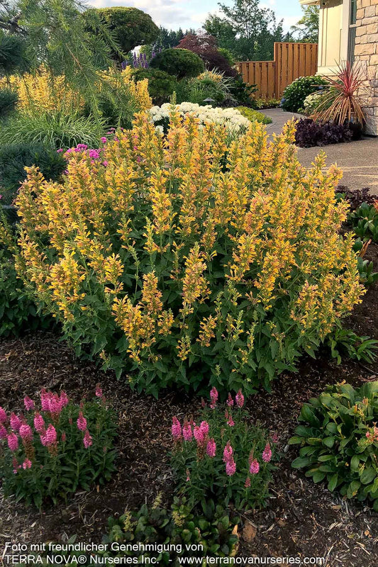 Duftnessel 'Yellow' (Agastache Kudos-Serie)