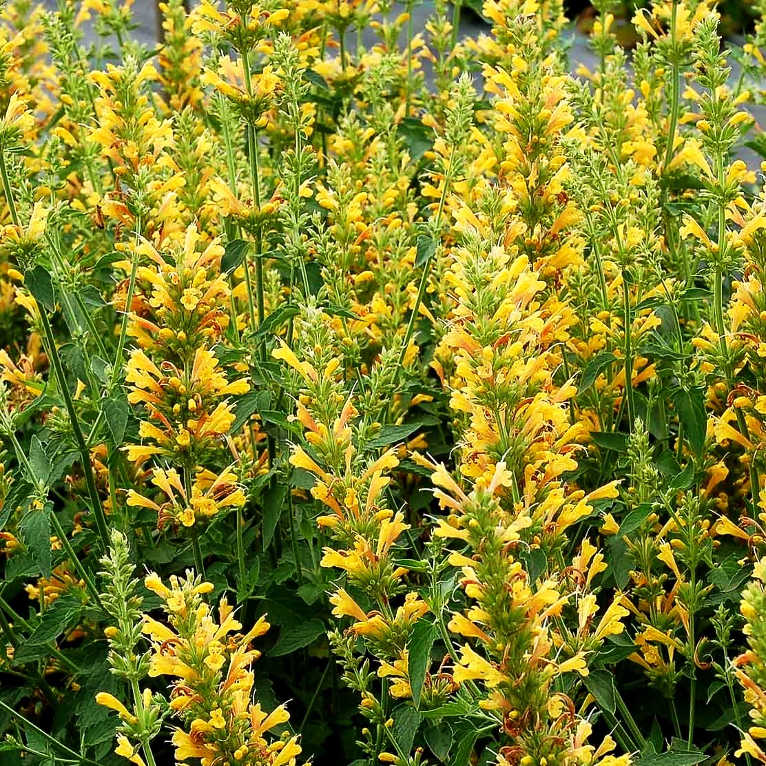Duftnessel 'Yellow' (Agastache Kudos-Serie)
