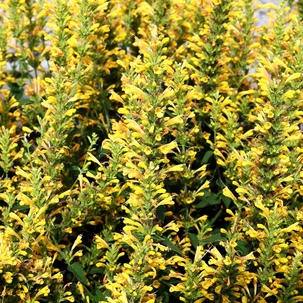 Duftnessel 'Yellow' (Agastache Kudos-Serie)