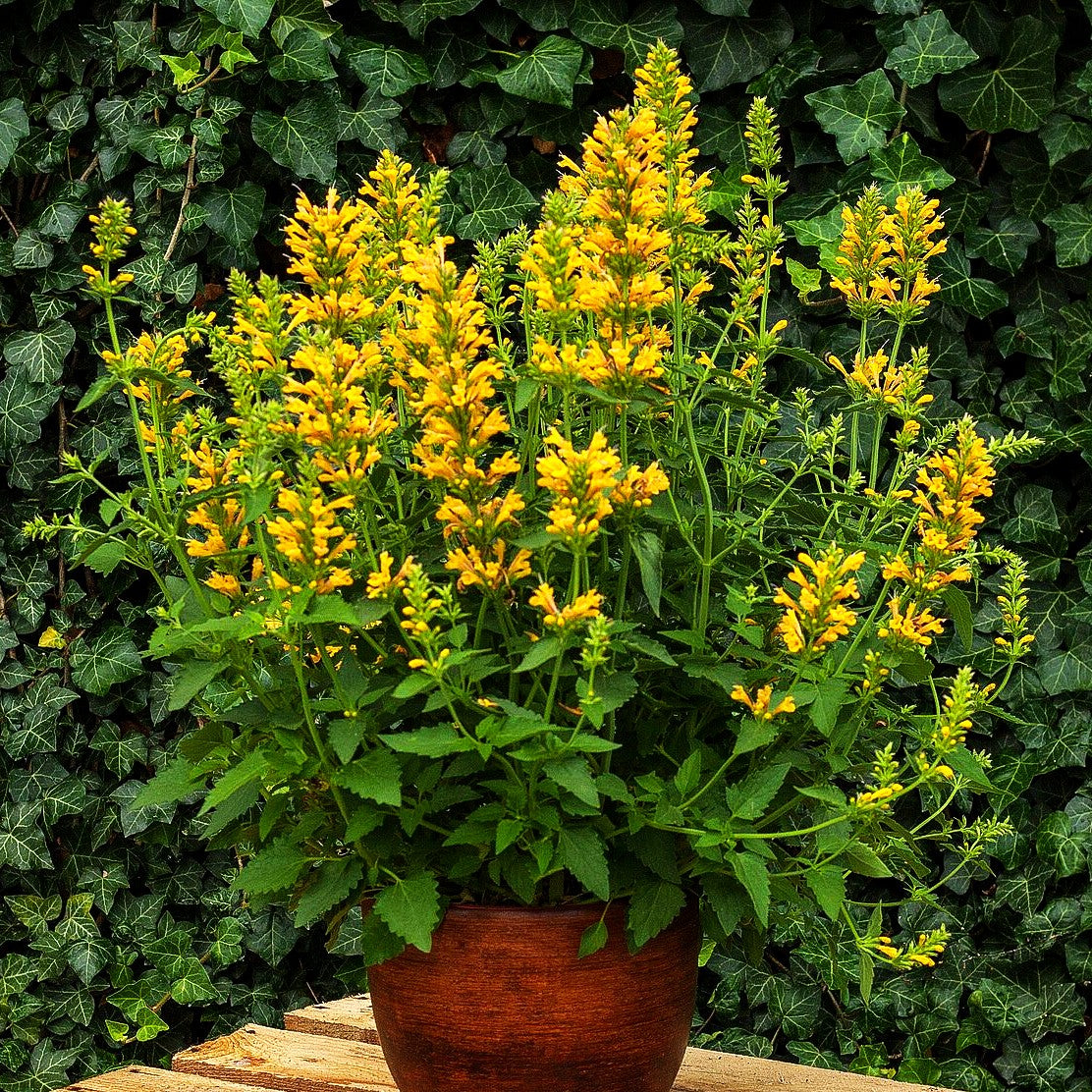 Duftnessel 'Yellow' (Agastache Kudos-Serie)