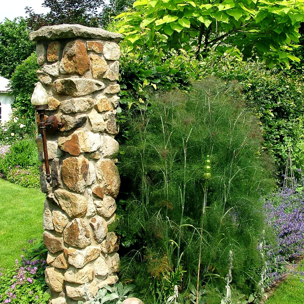 Dunkelblättriger Fenchel 'Atropurpureum' (Foeniculum vulgare)