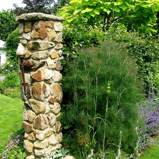 Dunkelblättriger Fenchel 'Atropurpureum' (Foeniculum vulgare)