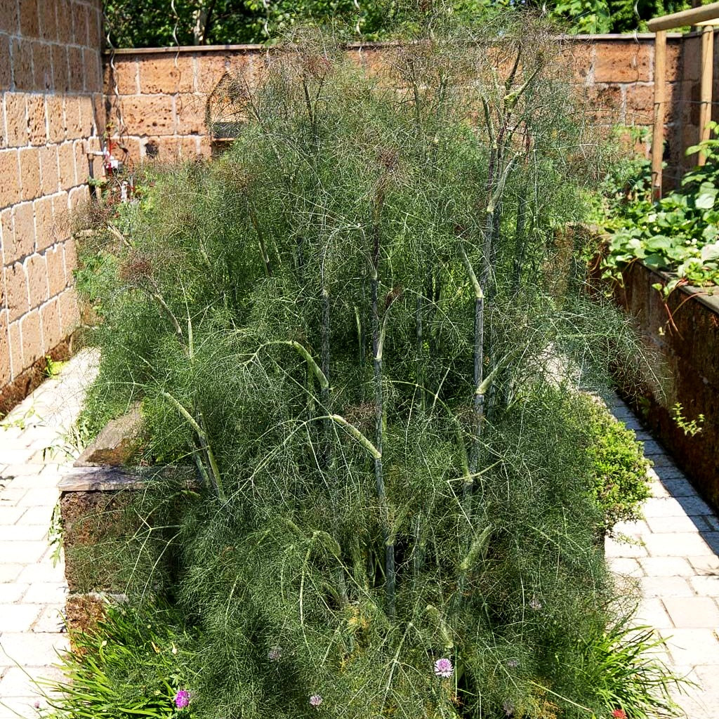 Dunkelblättriger Fenchel 'Atropurpureum' (Foeniculum vulgare)