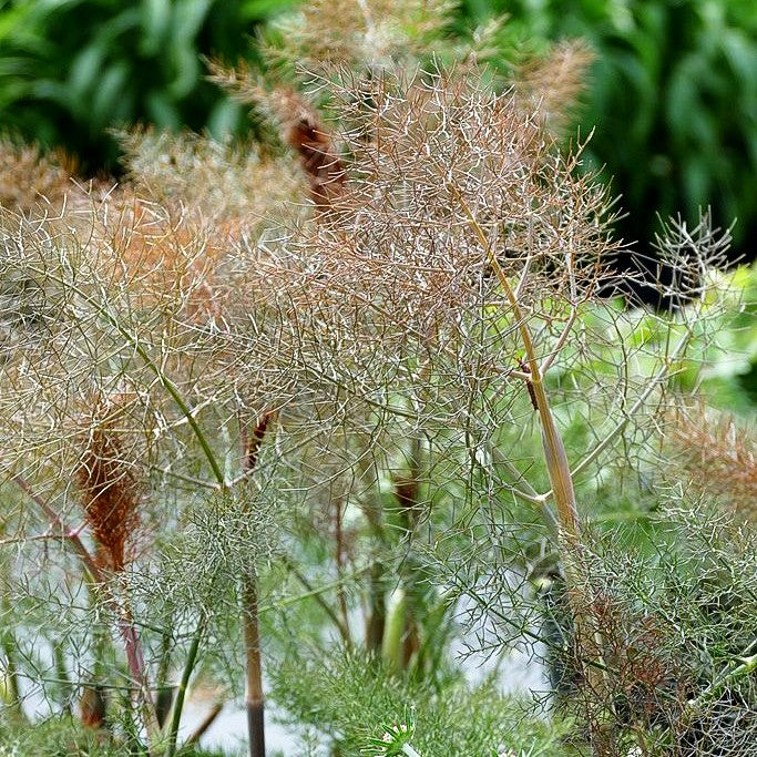 Dunkelblättriger Fenchel 'Atropurpureum' (Foeniculum vulgare)