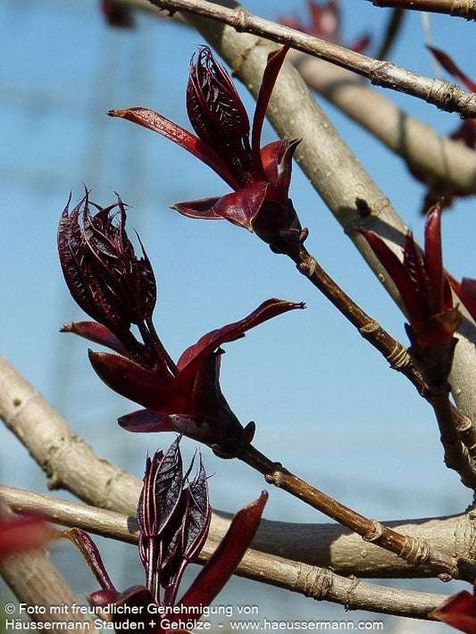 Dunkelroter Spitz-Ahorn 'Crimson Sentry' (Acer platanoides)