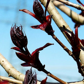 Dunkelroter Spitz-Ahorn 'Crimson Sentry' (Acer platanoides)
