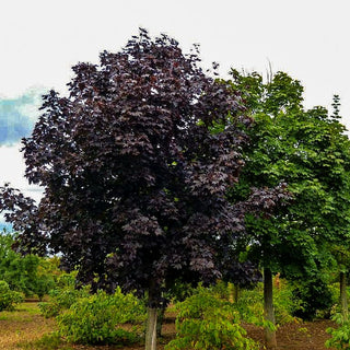 Dunkelroter Spitz-Ahorn 'Faassen's Black' (Acer platanoides)