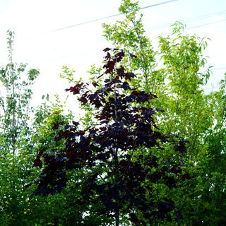 Dunkelroter Spitz-Ahorn 'Royal Red' (Acer platanoides)