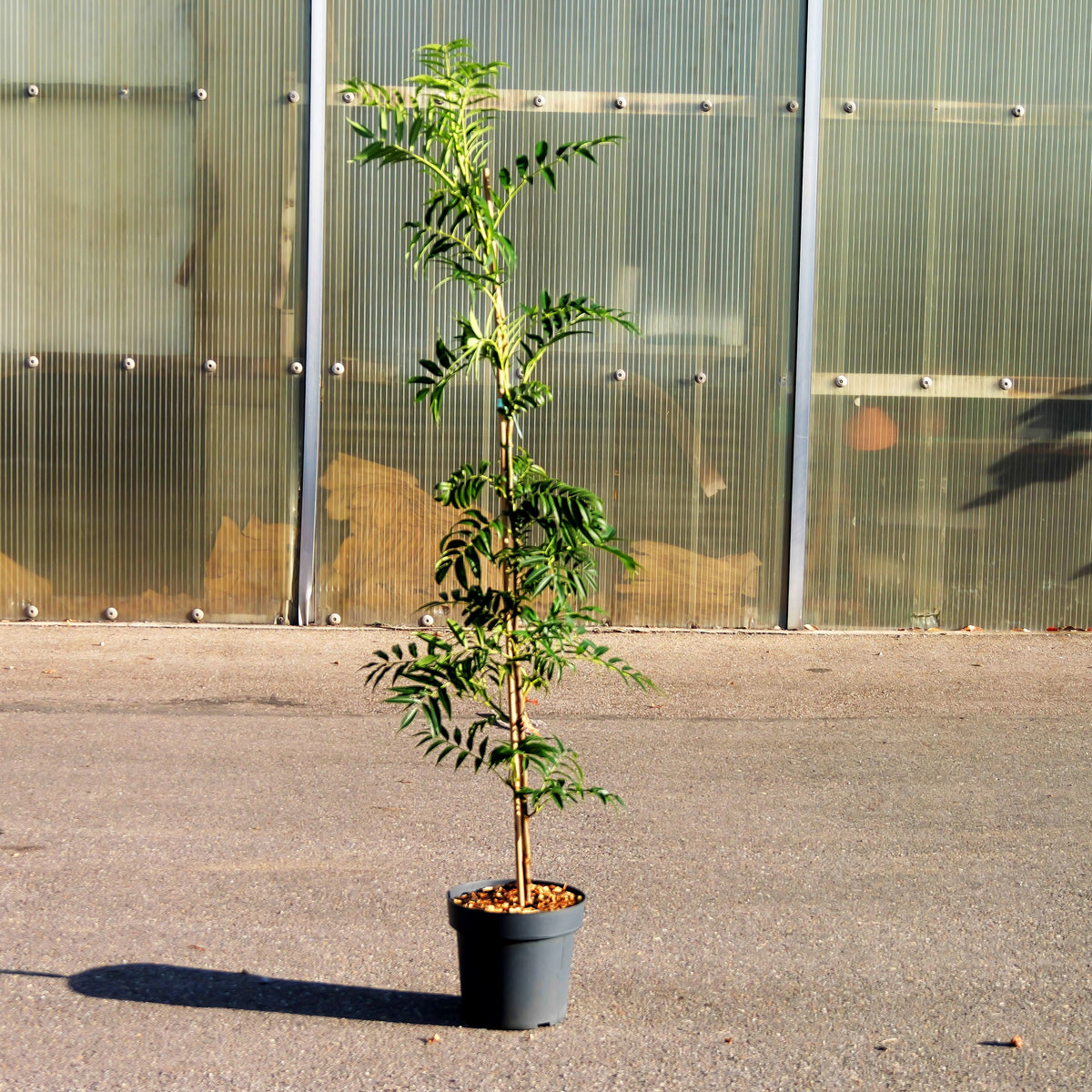 Eberesche 'Dodong' (Sorbus commixta)