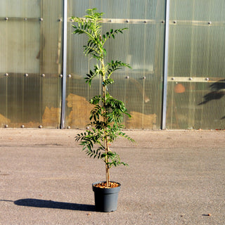 Eberesche 'Dodong' (Sorbus commixta)