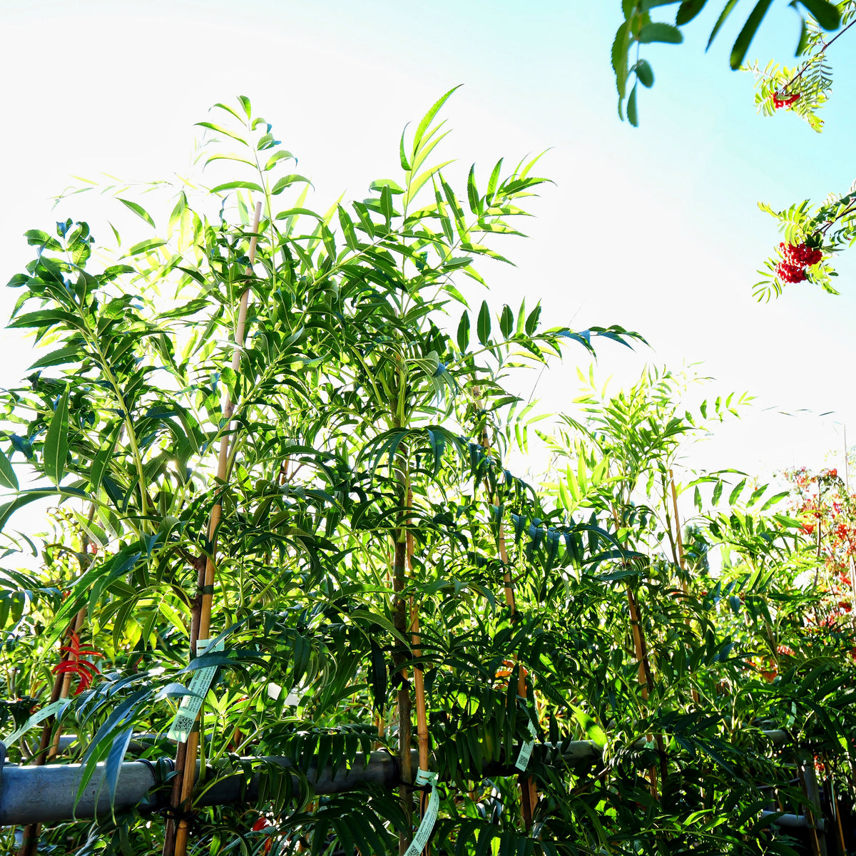 Eberesche 'Dodong' (Sorbus commixta)
