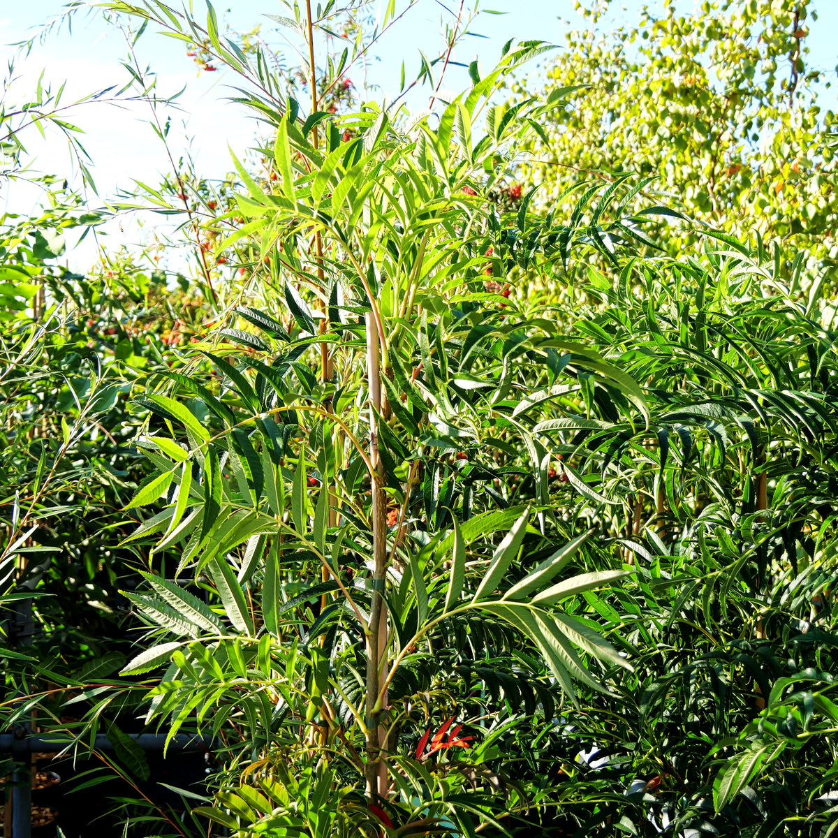 Eberesche 'Dodong' (Sorbus commixta)