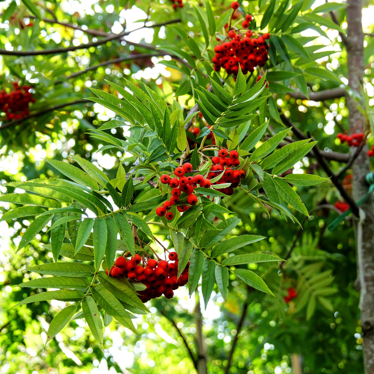 Eberesche 'Dodong' (Sorbus commixta)