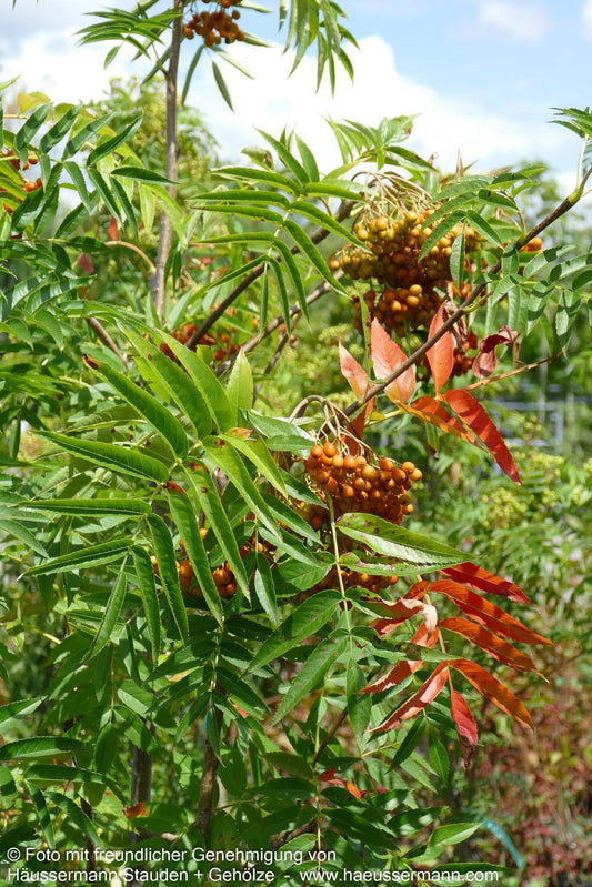 Eberesche 'Ulong' (Sorbus aucuparia)
